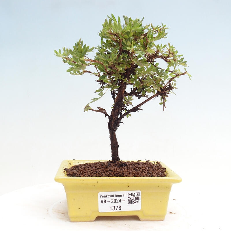 Vonkajší bonsai - Potentilla Alba - Mochna biela