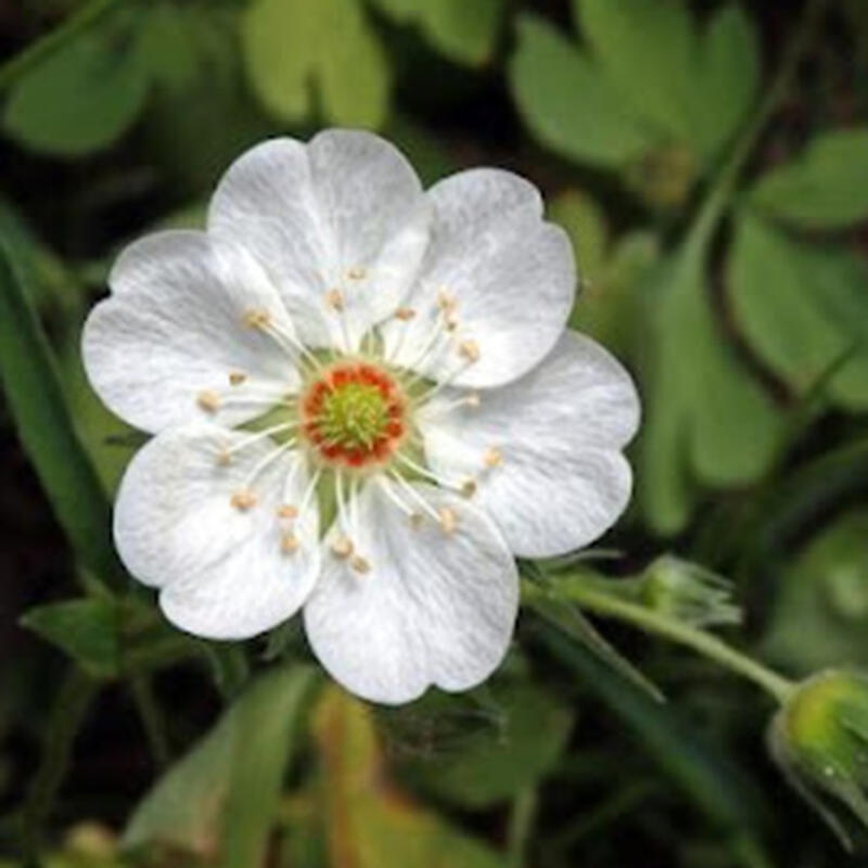 Vonkajší bonsai - Potentilla Alba - Mochna biela