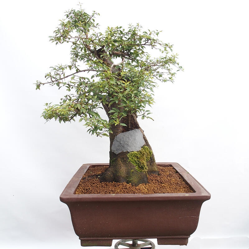 Vonkajší bonsai - Prunus spinosa - trnka