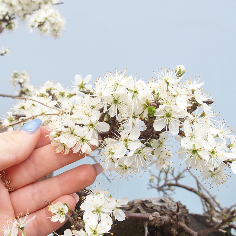 Vonkajší bonsai - Prunus spinosa - trnka