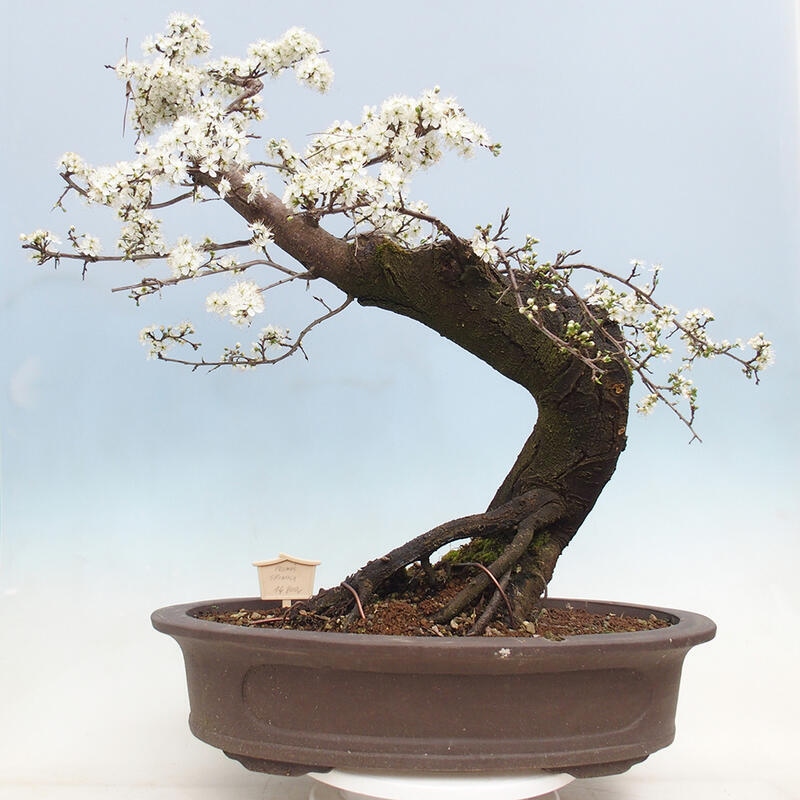 Vonkajší bonsai - Prunus spinosa - trnka