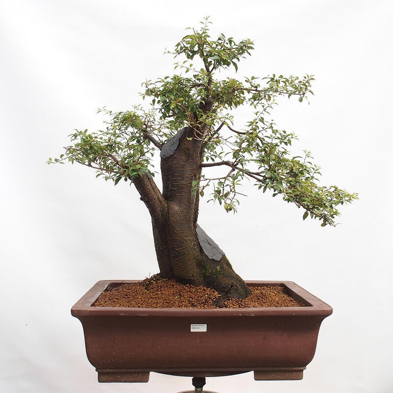 Vonkajší bonsai - Prunus spinosa - trnka