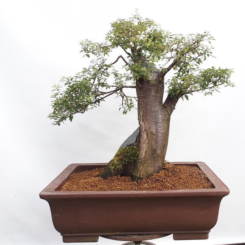 Vonkajší bonsai - Prunus spinosa - trnka