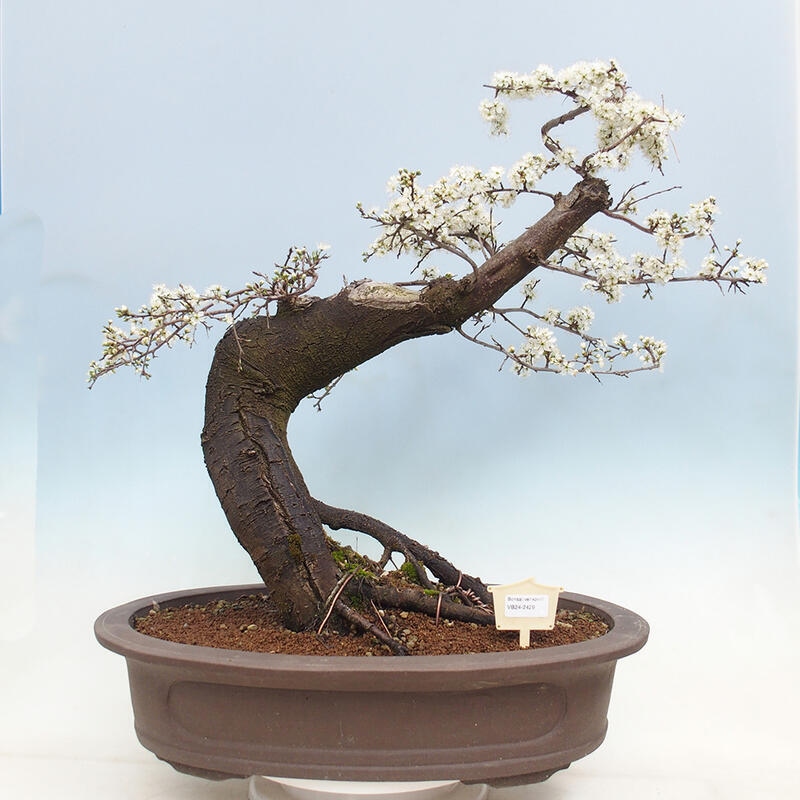 Vonkajší bonsai - Prunus spinosa - trnka