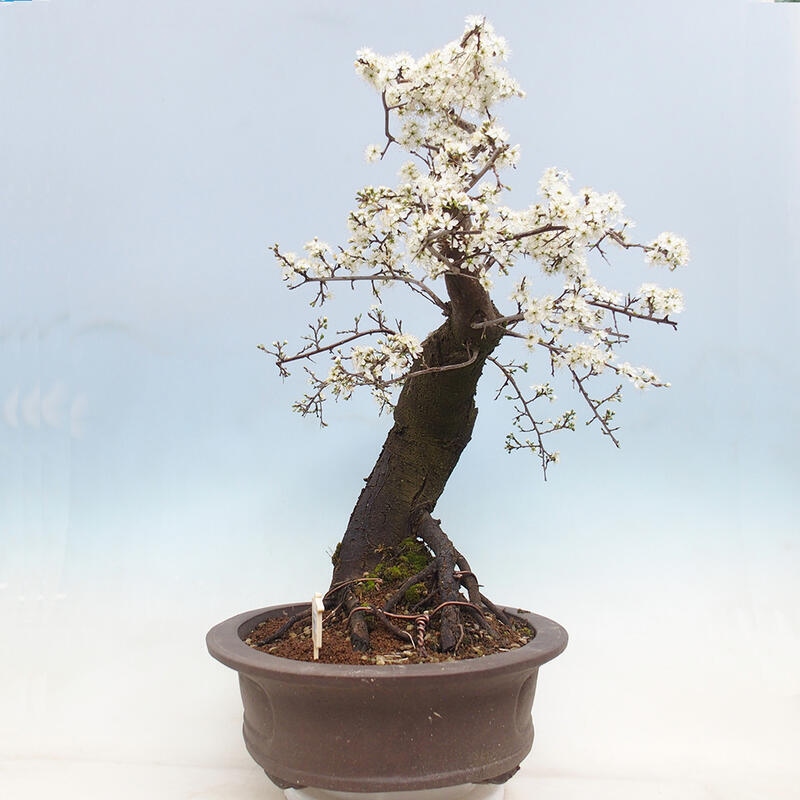 Vonkajší bonsai - Prunus spinosa - trnka