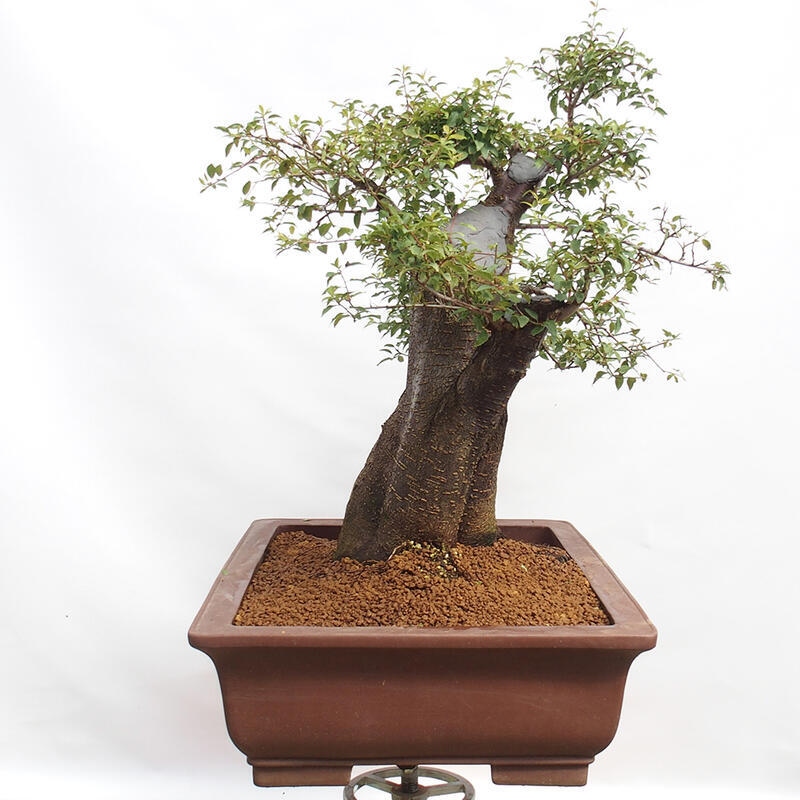 Vonkajší bonsai - Prunus spinosa - trnka