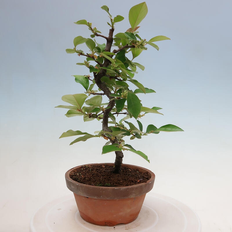 Vonkajšie bonsai - Pseudocydonia sinensis - Duloň čínska