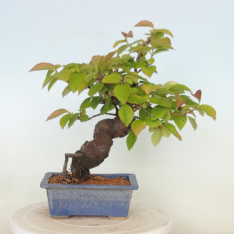 Vonkajšie bonsai - Pseudocydonia sinensis - Kdoloň čínska