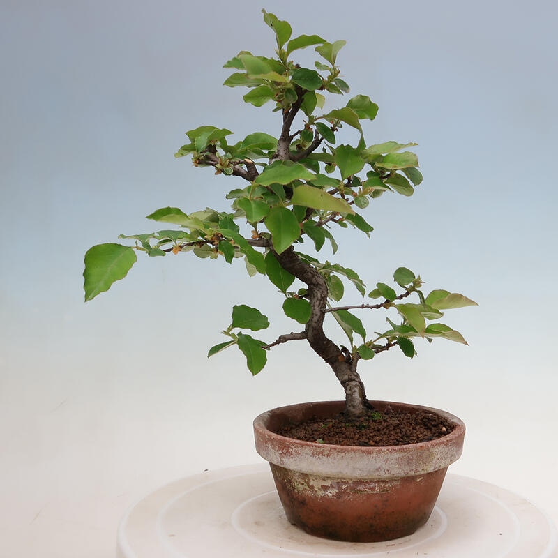 Vonkajšie bonsai - Pseudocydonia sinensis - Duloň čínska