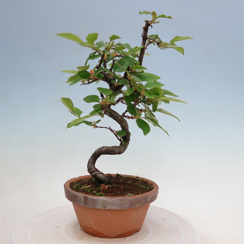 Vonkajšie bonsai - Pseudocydonia sinensis - Duloň čínska