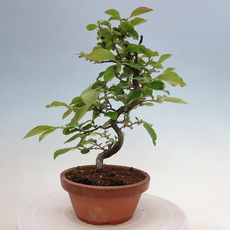 Vonkajšie bonsai - Pseudocydonia sinensis - Duloň čínska