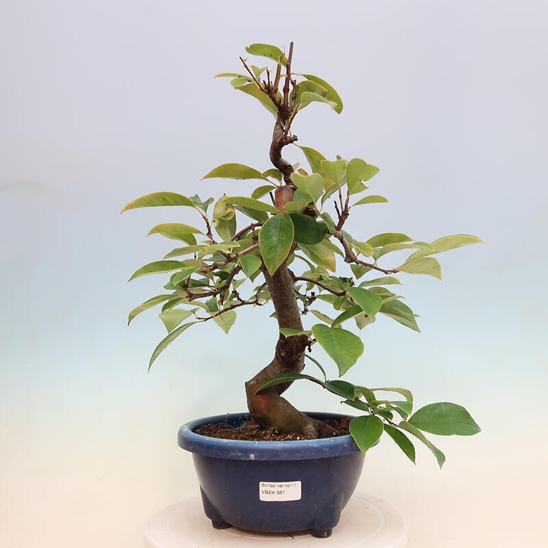 Vonkajšie bonsai - Pseudocydonia sinensis - Kdoloň čínska