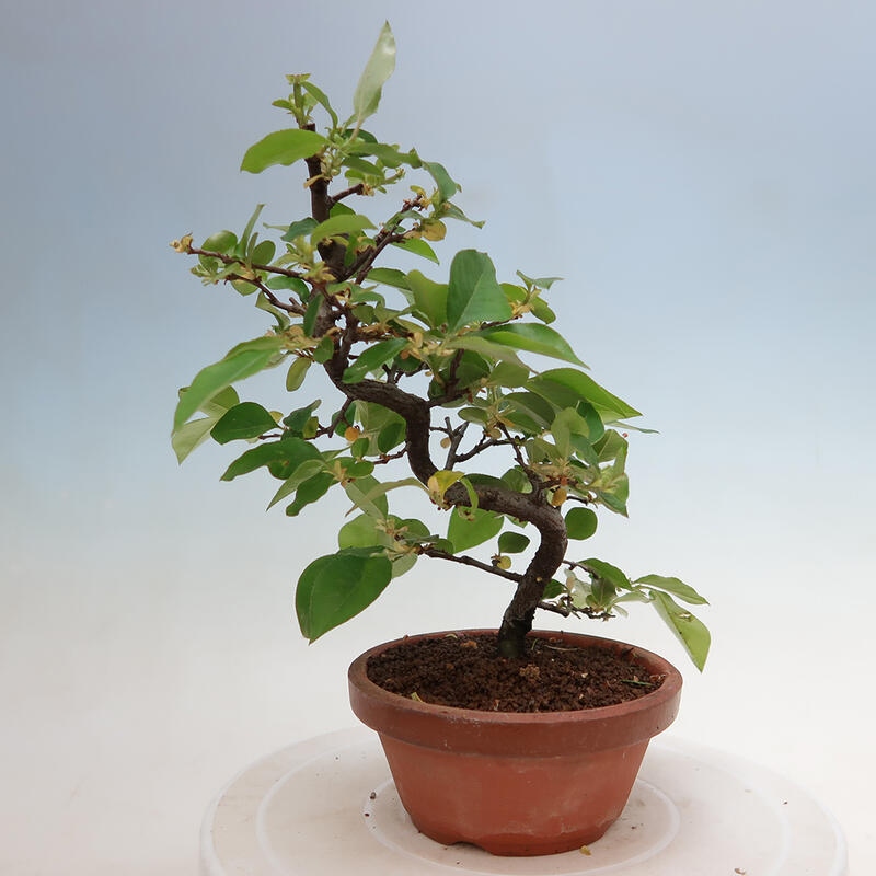 Vonkajšie bonsai - Pseudocydonia sinensis - Duloň čínska