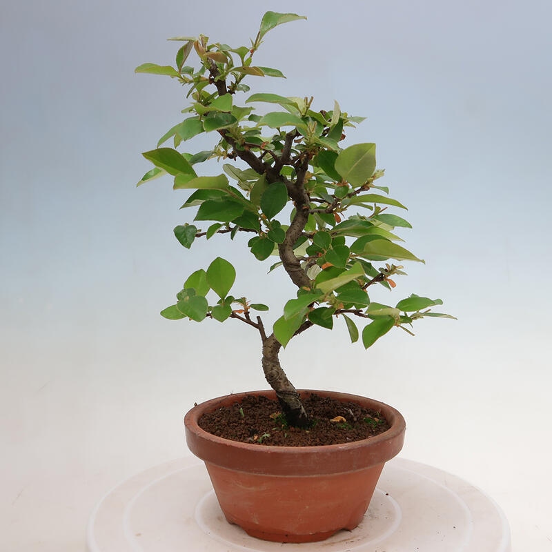 Vonkajšie bonsai - Pseudocydonia sinensis - Duloň čínska