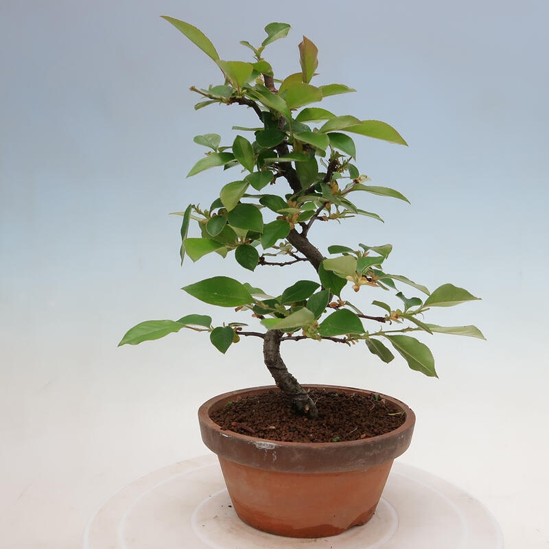 Vonkajšie bonsai - Pseudocydonia sinensis - Duloň čínska