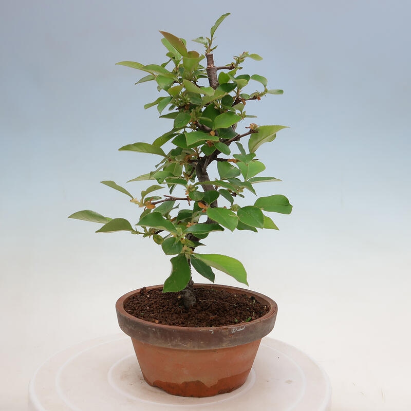 Vonkajšie bonsai - Pseudocydonia sinensis - Duloň čínska