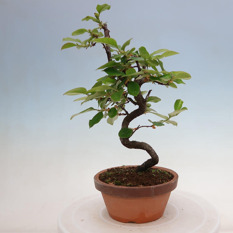 Vonkajšie bonsai - Pseudocydonia sinensis - Duloň čínska