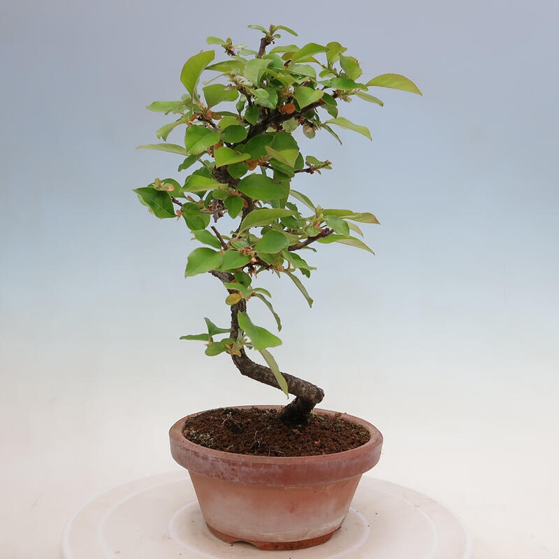 Vonkajšie bonsai - Pseudocydonia sinensis - Duloň čínska