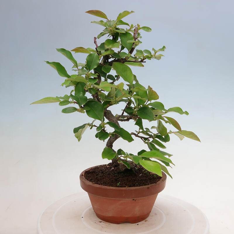 Vonkajšie bonsai - Pseudocydonia sinensis - Duloň čínska