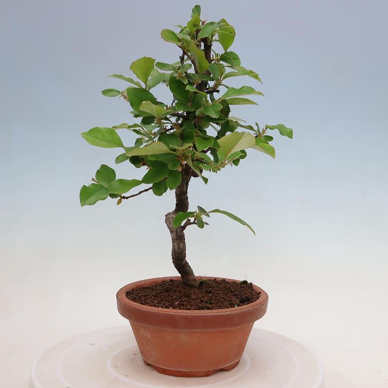 Vonkajšie bonsai - Pseudocydonia sinensis - Duloň čínska