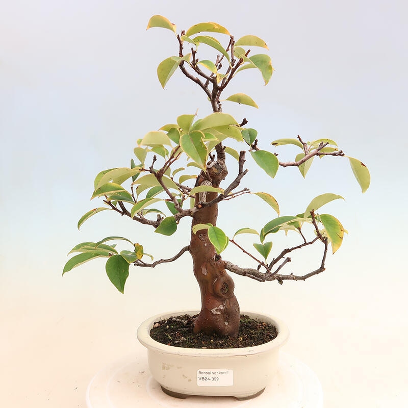 Vonkajšie bonsai - Pseudocydonia sinensis - Dula čínska