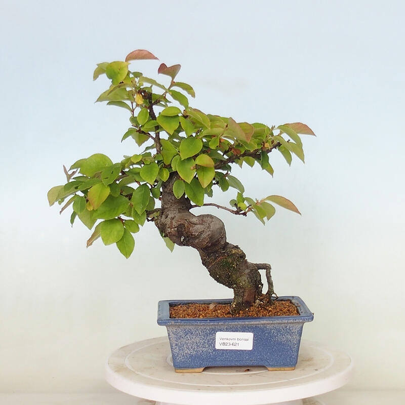 Vonkajšie bonsai - Pseudocydonia sinensis - Kdoloň čínska