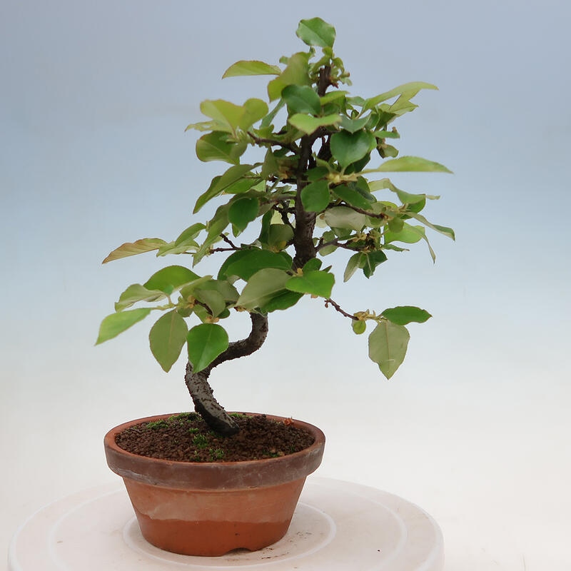 Vonkajšie bonsai - Pseudocydonia sinensis - Duloň čínska