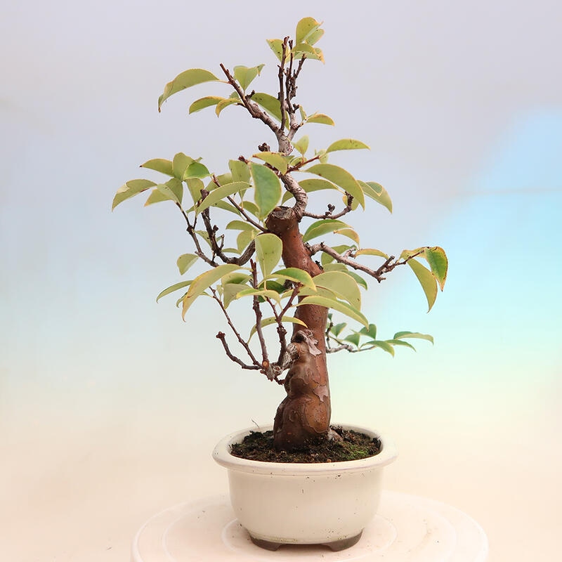 Vonkajšie bonsai - Pseudocydonia sinensis - Dula čínska