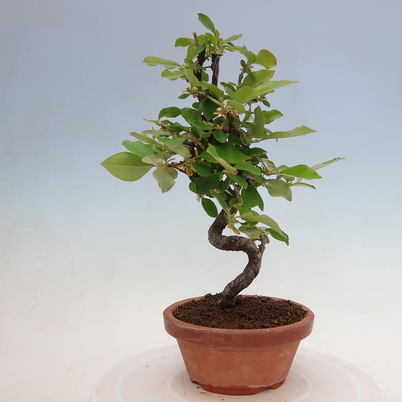 Vonkajšie bonsai - Pseudocydonia sinensis - Duloň čínska