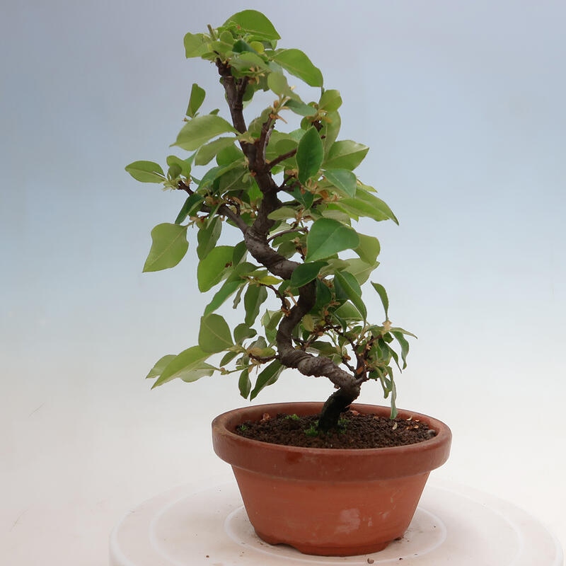 Vonkajšie bonsai - Pseudocydonia sinensis - Duloň čínska