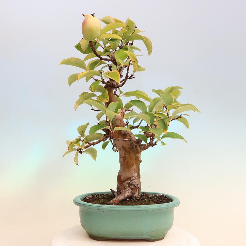 Vonkajšie bonsai - Pseudocydonia sinensis - Dula čínska