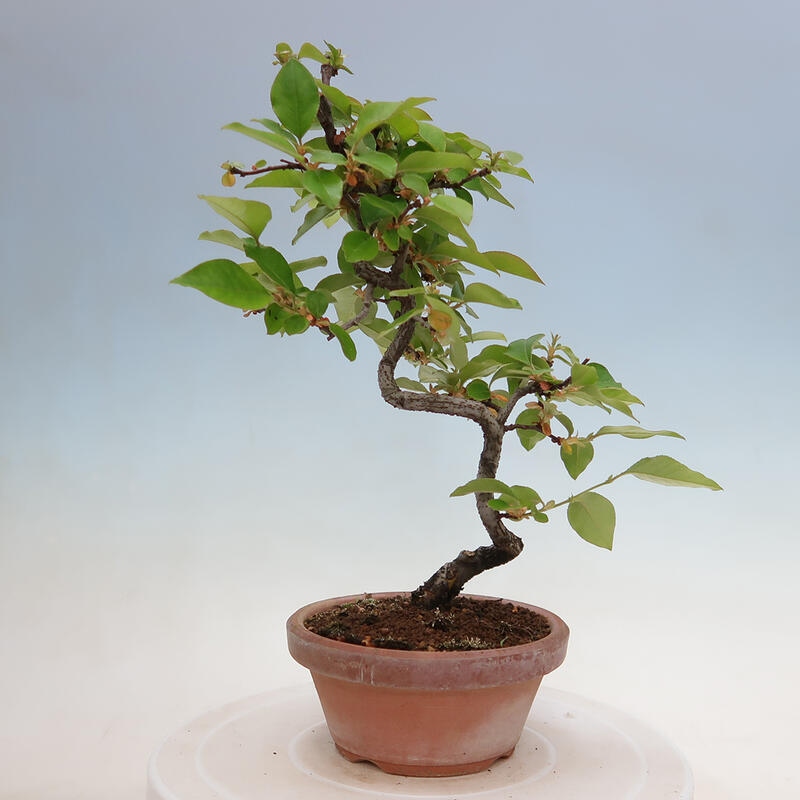 Vonkajšie bonsai - Pseudocydonia sinensis - Duloň čínska