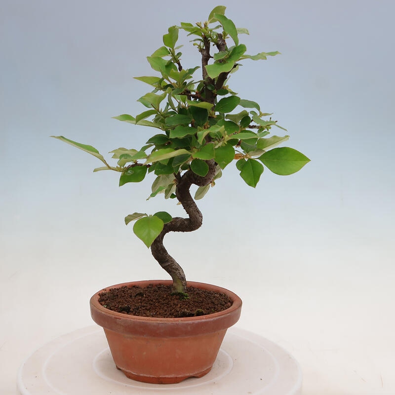 Vonkajšie bonsai - Pseudocydonia sinensis - Duloň čínska