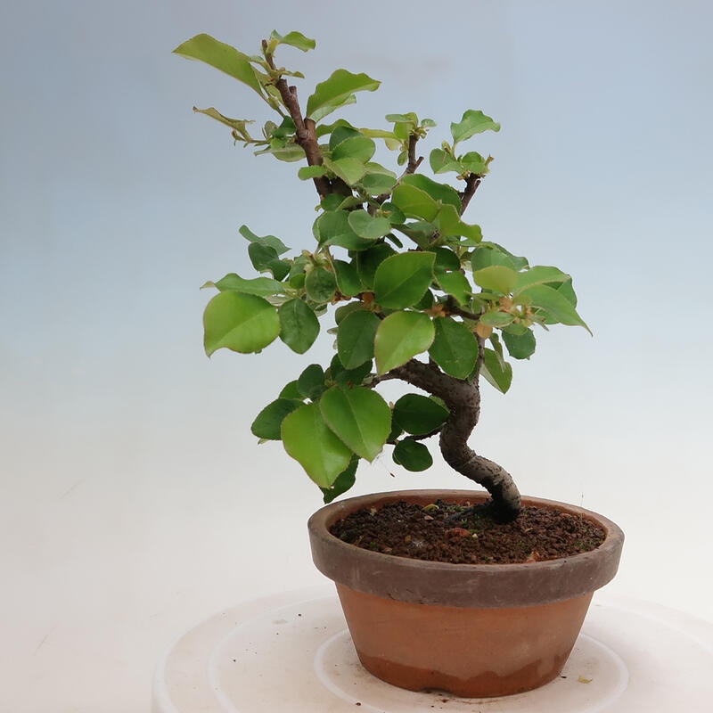 Vonkajšie bonsai - Pseudocydonia sinensis - Duloň čínska