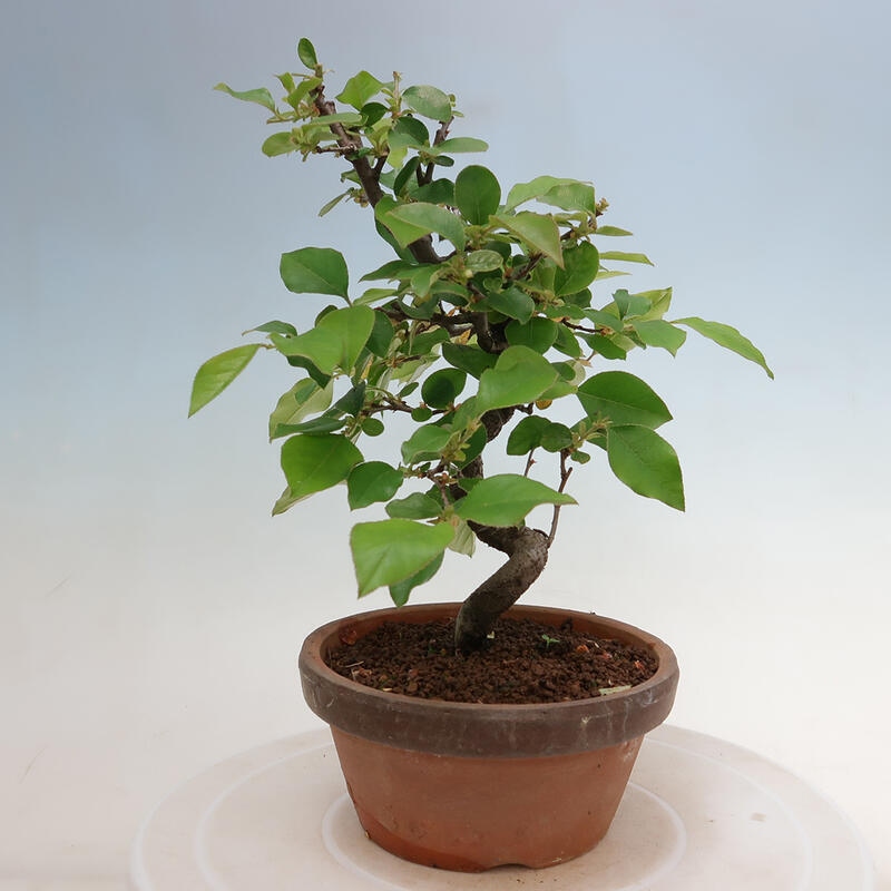 Vonkajšie bonsai - Pseudocydonia sinensis - Duloň čínska