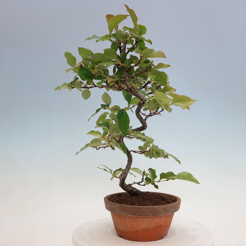 Vonkajšie bonsai - Pseudocydonia sinensis - Duloň čínska