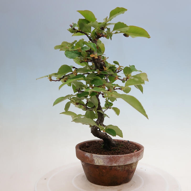 Vonkajšie bonsai - Pseudocydonia sinensis - Duloň čínska