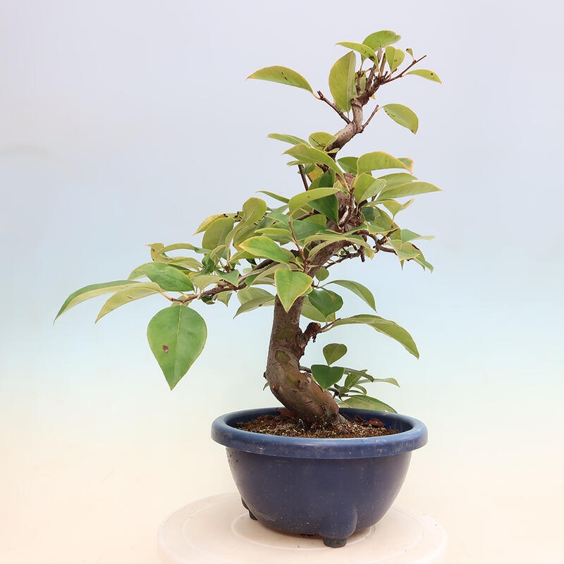 Vonkajšie bonsai - Pseudocydonia sinensis - Kdoloň čínska