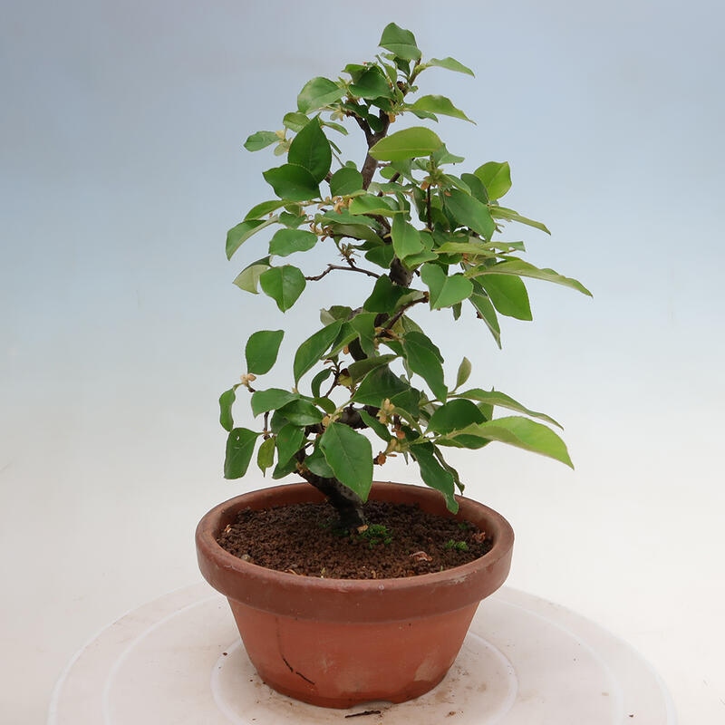 Vonkajšie bonsai - Pseudocydonia sinensis - Duloň čínska