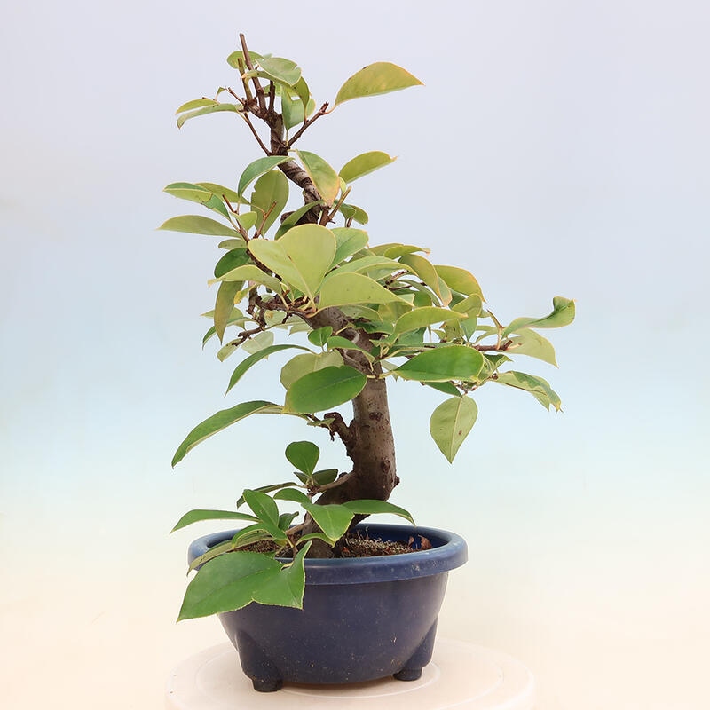 Vonkajšie bonsai - Pseudocydonia sinensis - Kdoloň čínska