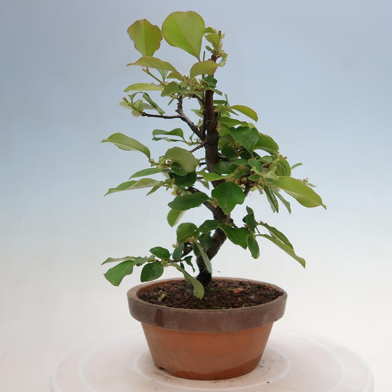 Vonkajšie bonsai - Pseudocydonia sinensis - Duloň čínska