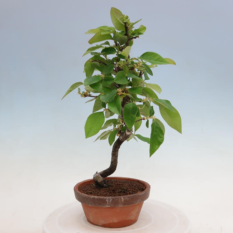 Vonkajšie bonsai - Pseudocydonia sinensis - Duloň čínska