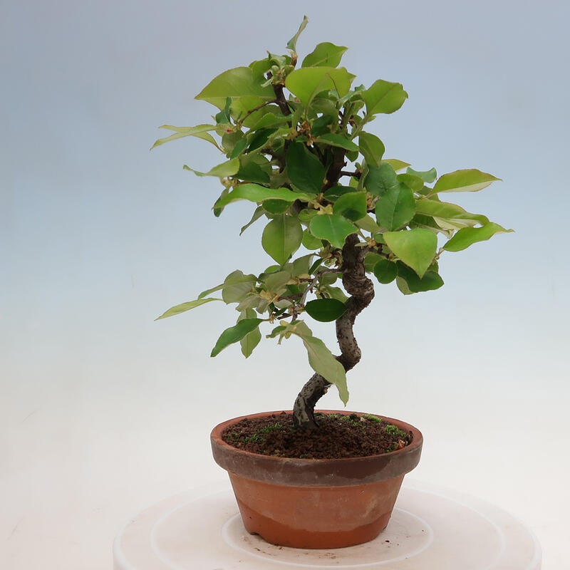 Vonkajšie bonsai - Pseudocydonia sinensis - Duloň čínska