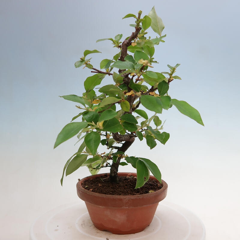 Vonkajšie bonsai - Pseudocydonia sinensis - Duloň čínska