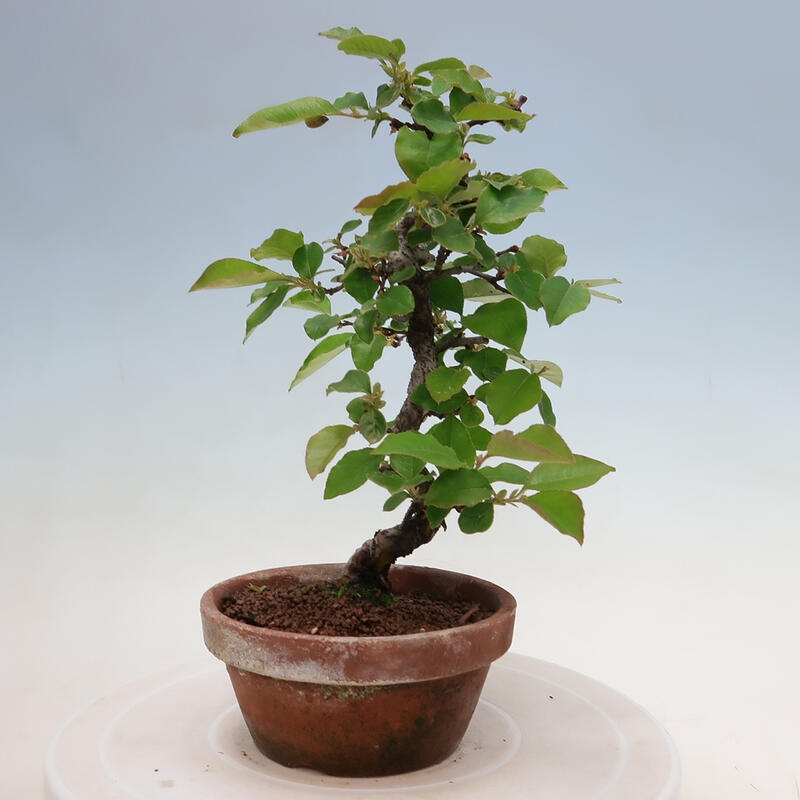 Vonkajšie bonsai - Pseudocydonia sinensis - Duloň čínska