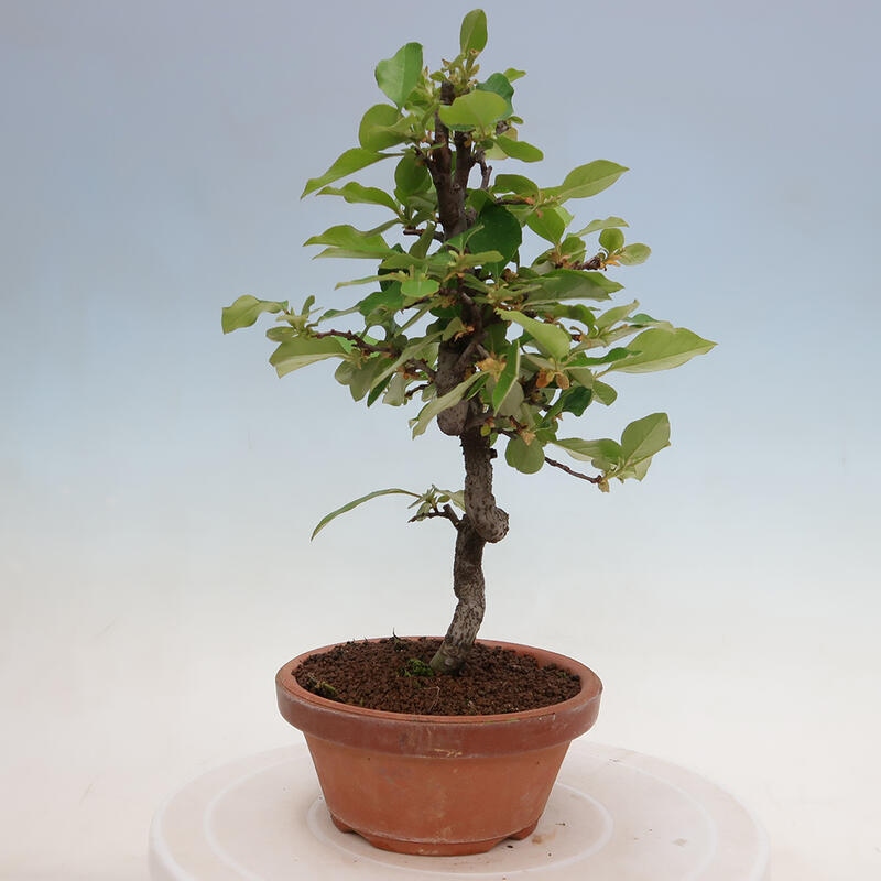 Vonkajšie bonsai - Pseudocydonia sinensis - Duloň čínska