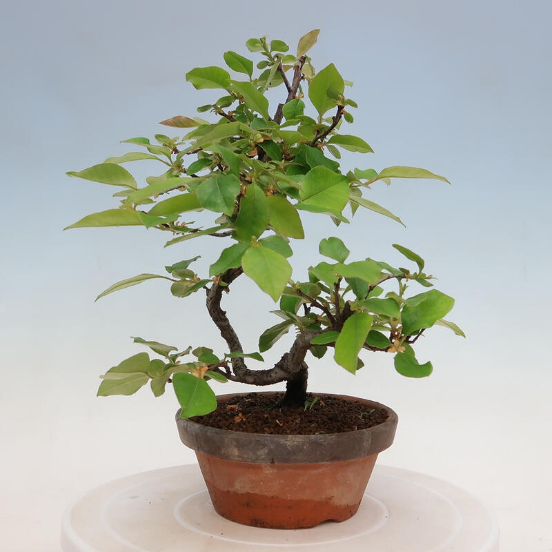 Vonkajšie bonsai - Pseudocydonia sinensis - Duloň čínska