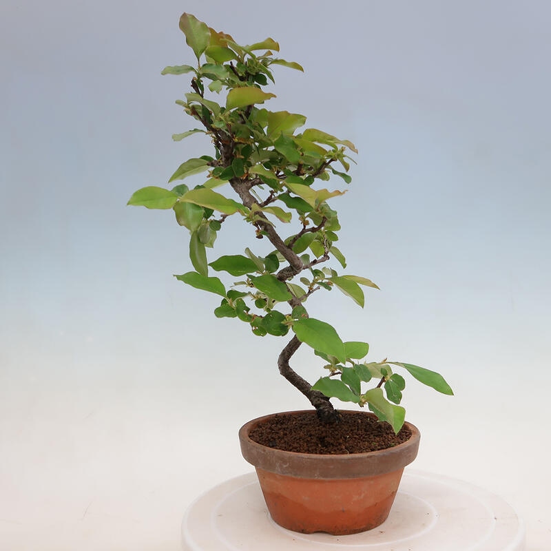 Vonkajšie bonsai - Pseudocydonia sinensis - Duloň čínska