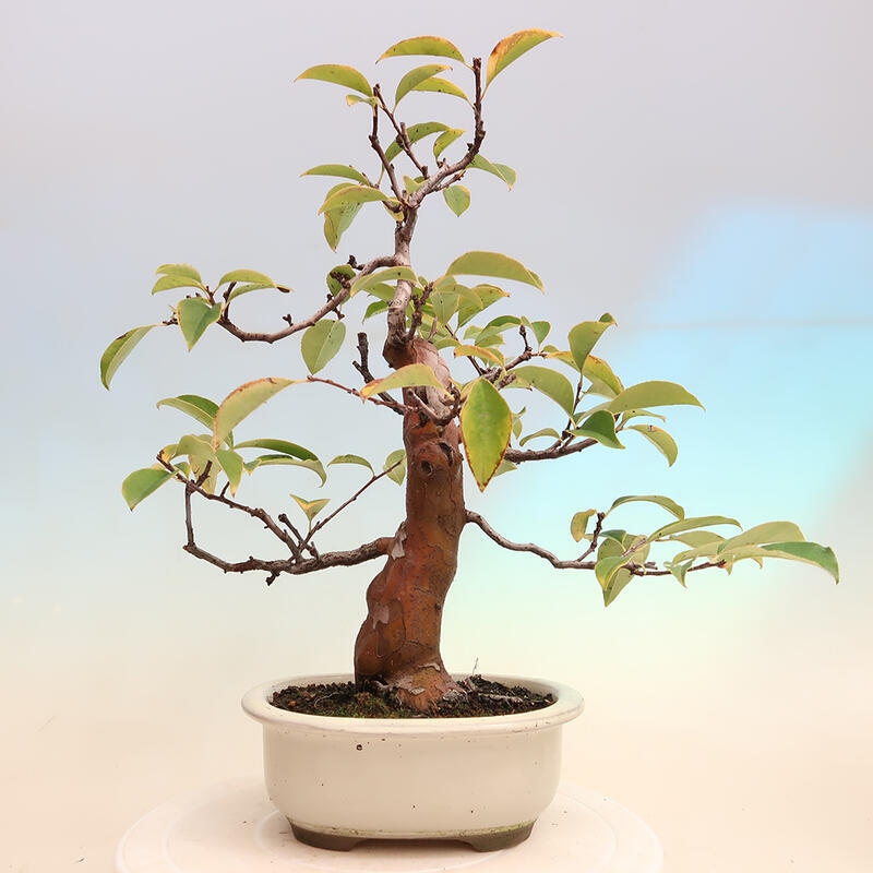 Vonkajšie bonsai - Pseudocydonia sinensis - Dula čínska