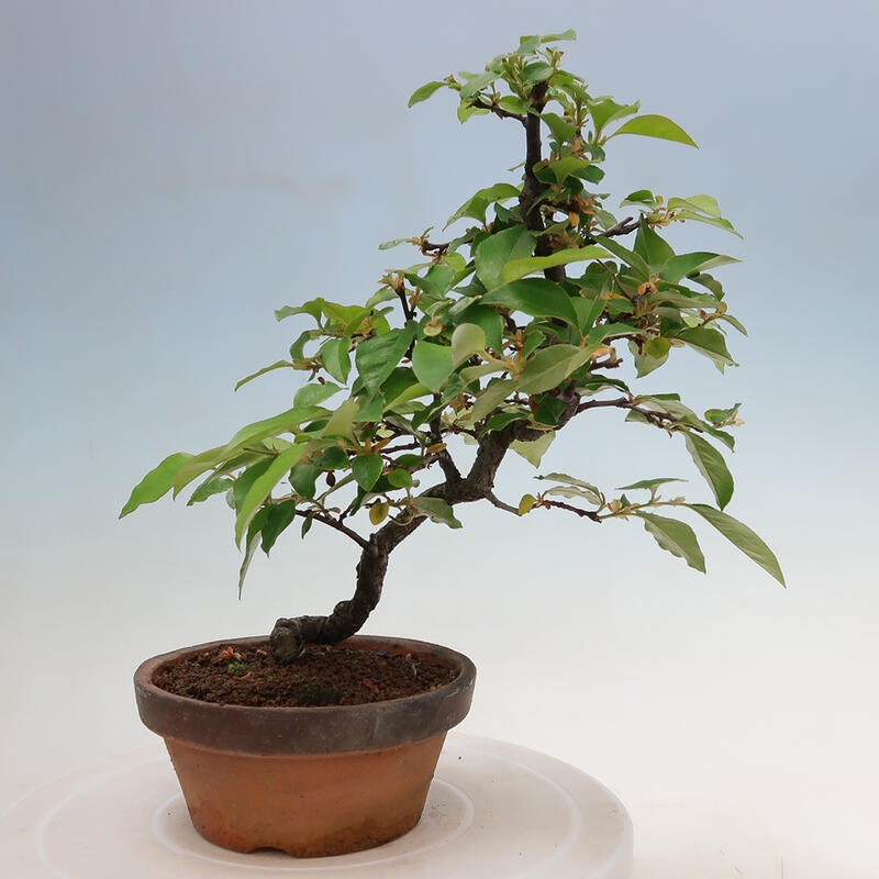 Vonkajšie bonsai - Pseudocydonia sinensis - Duloň čínska